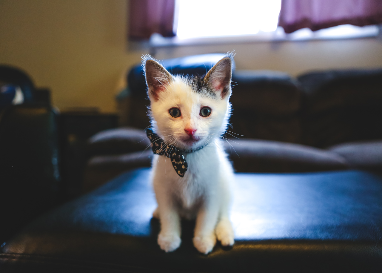 Raising a Kitten – Should I Raise My Kitten to Become an Outdoor Cat?