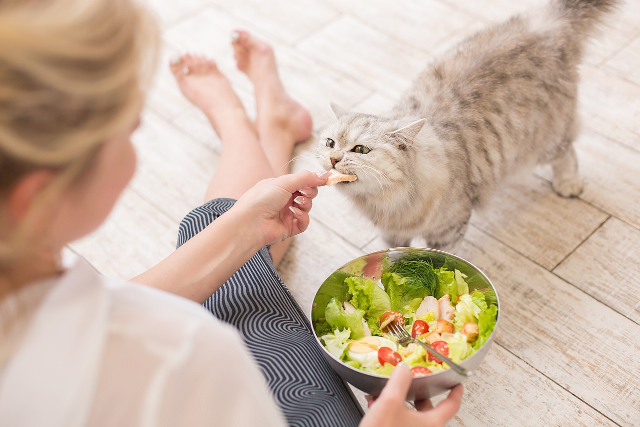 Know All About What and How To Feed Cats