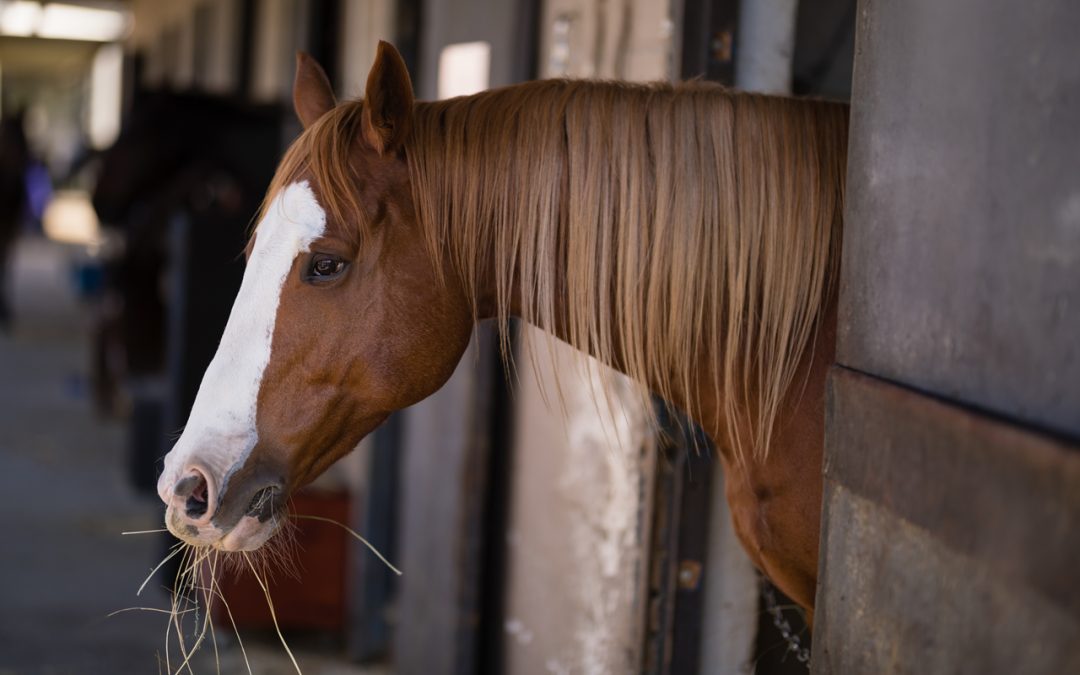 Stress and Your Horse’s Brain