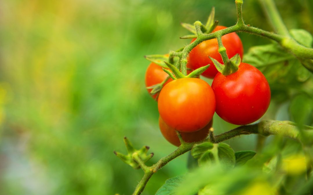 Types of Tomato Plants: A Comprehensive Guide