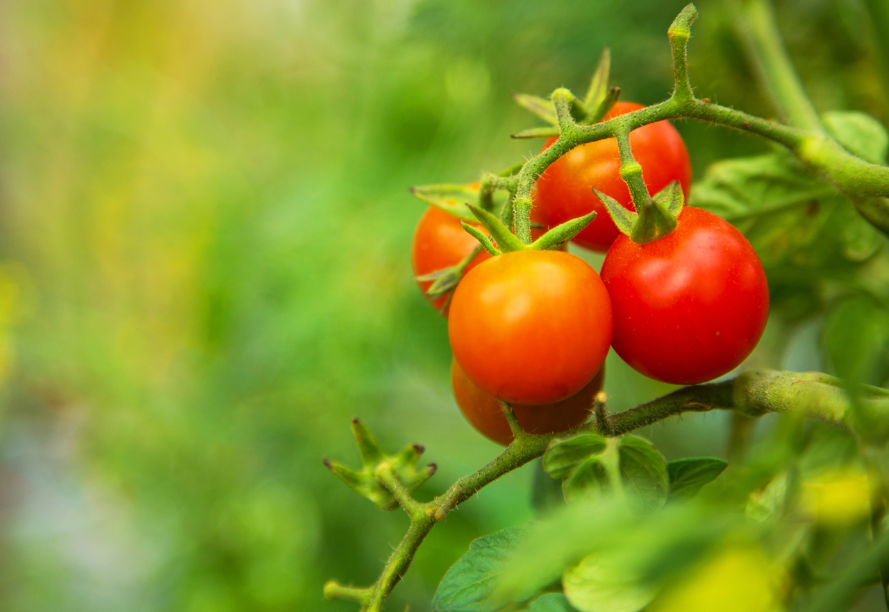 Types of Tomato Plants A Comprehensive Guide