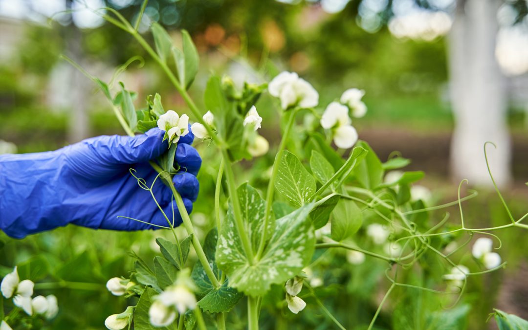 Discover the Hidden Dangers: A Guide to Poisonous Plants in Your Garden