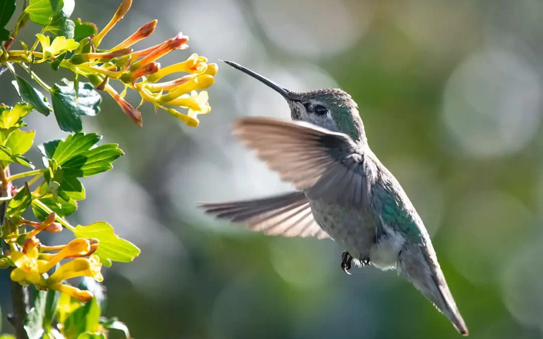 How To Make A Hummingbird-Friendly Garden